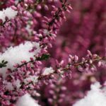 Aggiungi colore al tuo inverno! Cinque piante che prosperano sotto la neve