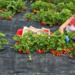 Assicurati di piantarlo accanto alle fragole. Quest’anno il raccolto sarà ancora maggiore e i frutti saranno deliziosi dolci.