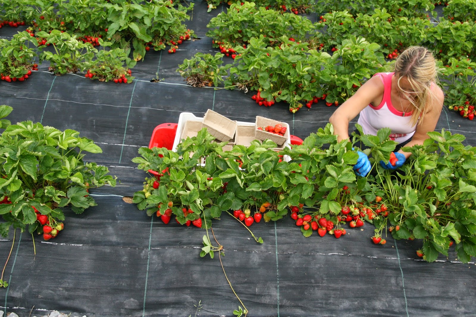 Assicurati di piantarlo accanto alle fragole. Quest’anno il raccolto sarà ancora maggiore e i frutti saranno deliziosi dolci.