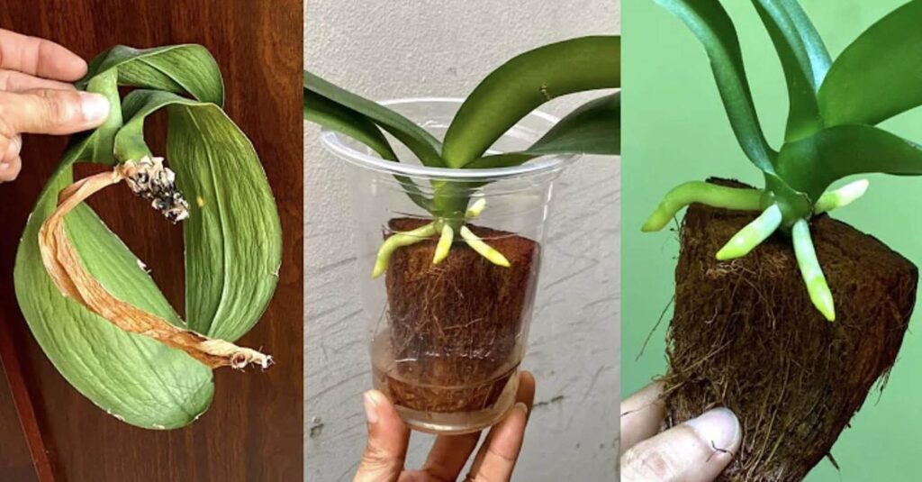 Come coltivare le orchidee con il metodo Steam: radici rapide e fioriture durature