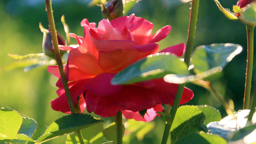 Cosa mettere alla radice delle rose ad aprile per proteggerle, ma anche per fiorire fino a tardo autunno. Il segreto dei veri giardinieri