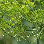 Come coltivare un sacco di aneto sano nel tuo giardino. Sowing and Garden Dill Care