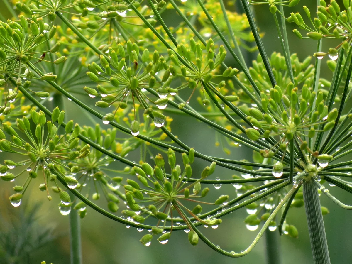 Come coltivare un sacco di aneto sano nel tuo giardino. Sowing and Garden Dill Care