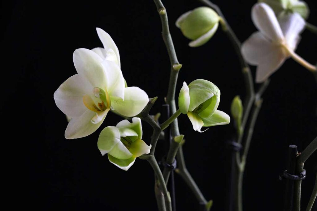 Gang la tua orchidea in pochi giorni grazie a questo segreto naturale