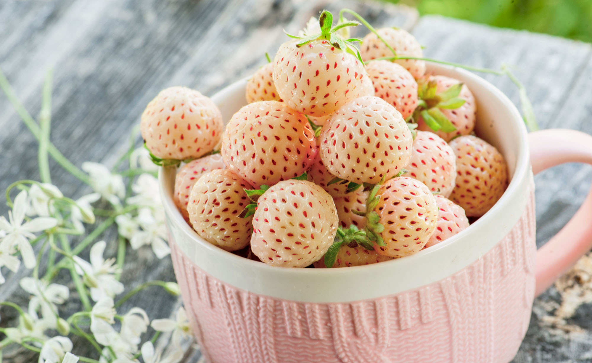 Pineberry: insoliti barche bianche che hanno rivoluzionato il mercato agricolo