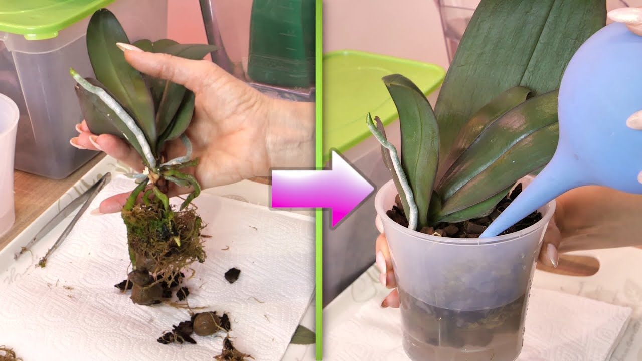 L’orchidea si piegherà con nuovi fiori. C’è una condizione: deve essere fatto in aprile