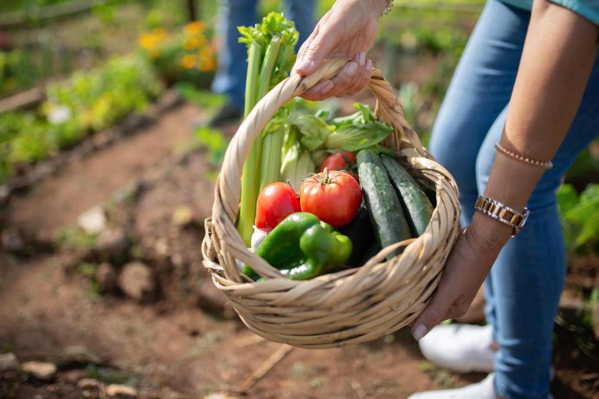Aprilie Ora de Orhable: Tot ce poți planta în această lună și să ai o recoltă de la invidie