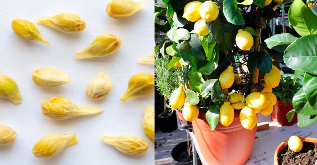 Come allontanare insetti e parassiti dalla pianta di limoni: soluzioni naturali e efficaci