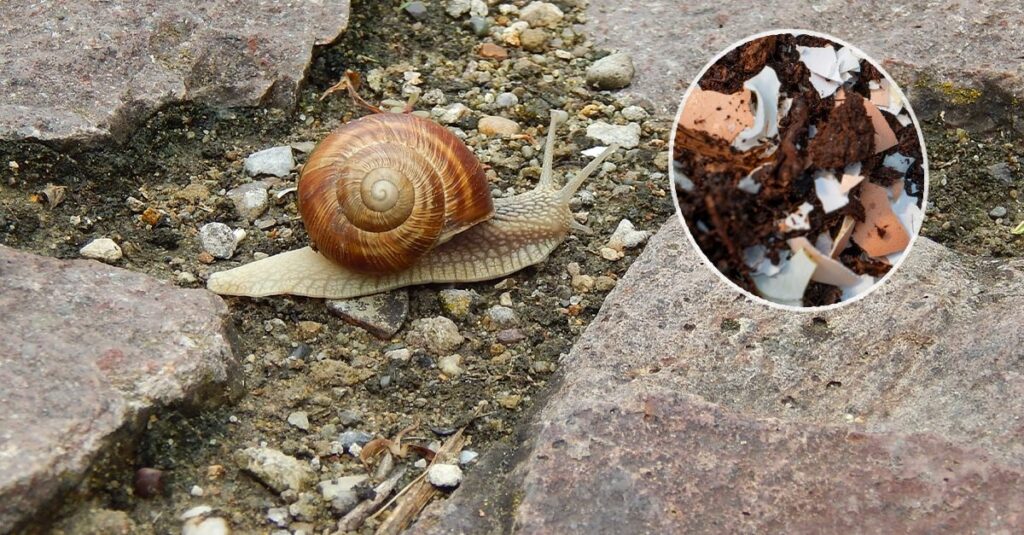 Spezzettatela e spargetela nel giardino: così lumache e chiocciole staranno lontane dalle tue piante