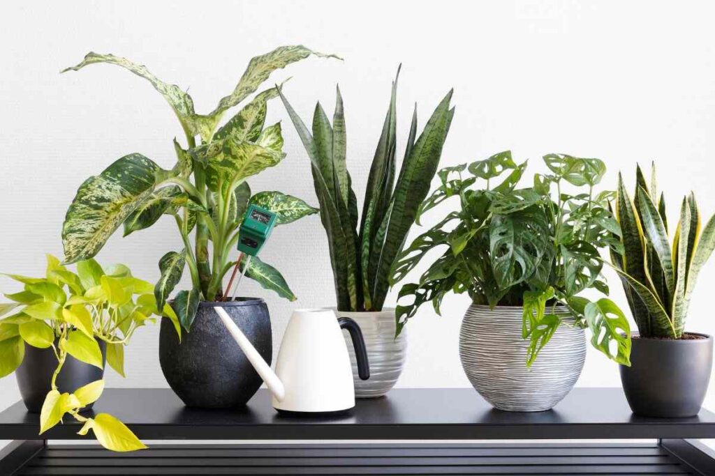 Planul întunericului: ideal peste tot, chiar și pentru cei care nu pot ține nici măcar un cactus în viață