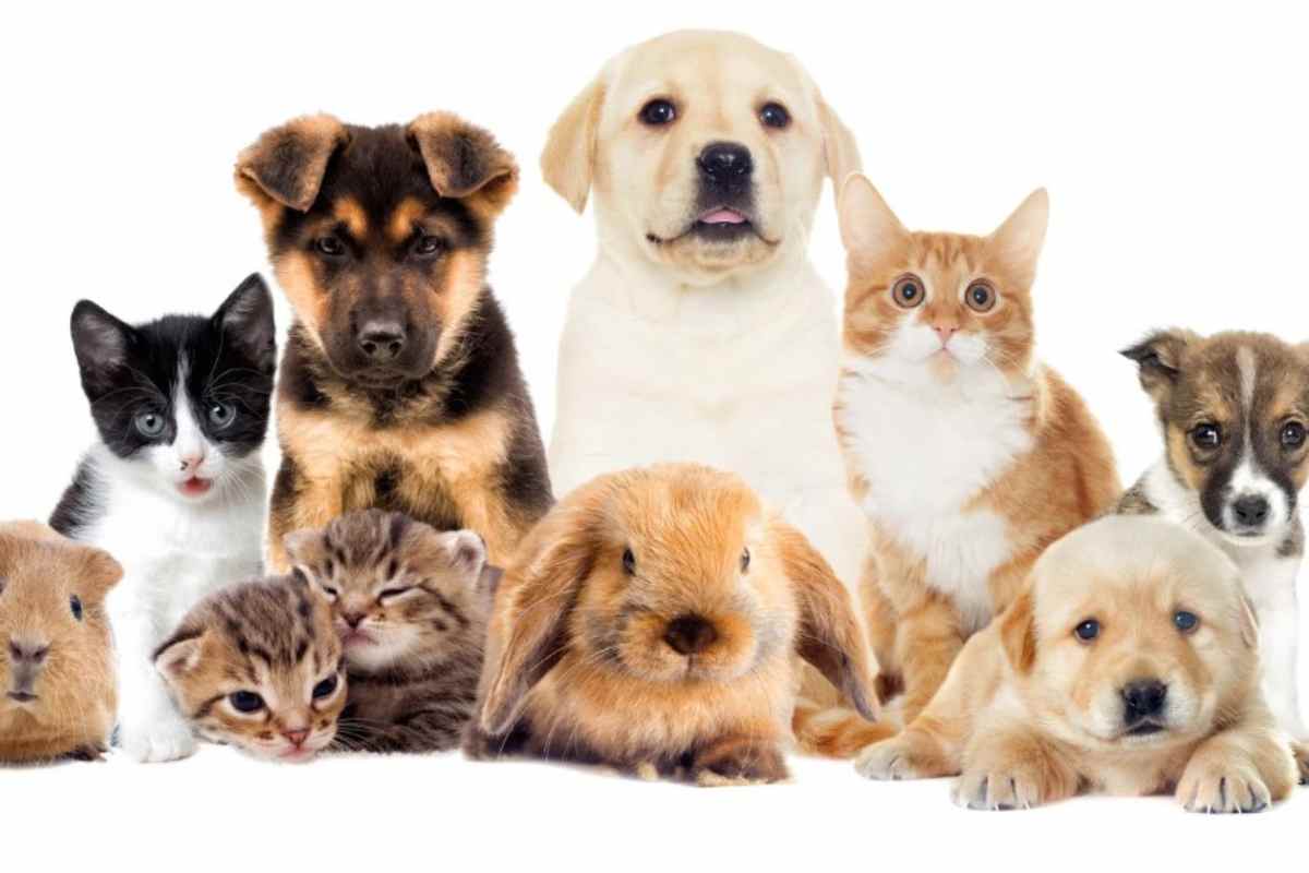 Bonus per animali domestici