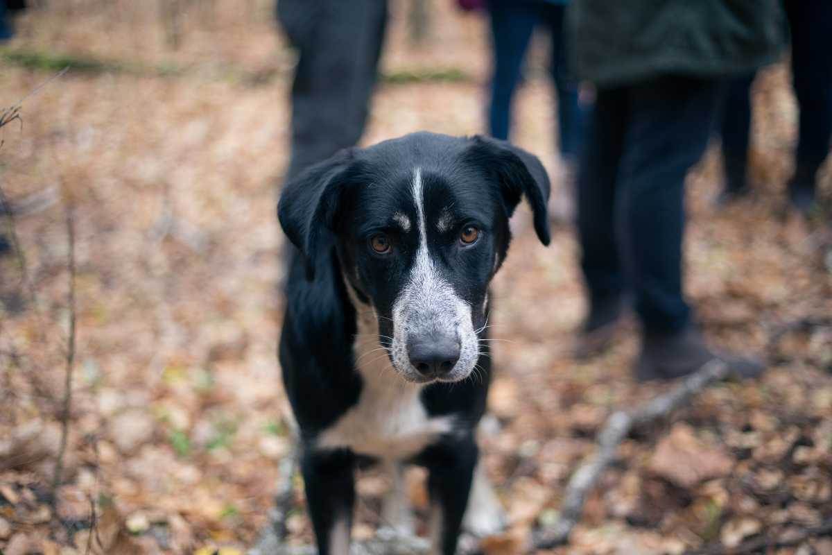 Ti hanno investito il cane? Oltre il danno la beffa: altro che pirata della strada, a pagarla cara è il proprietario