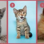 Test della personalità: Scegli uno dei 3 gatti e scopri se sei un pilastro di affidabilità o il re dei burloni!