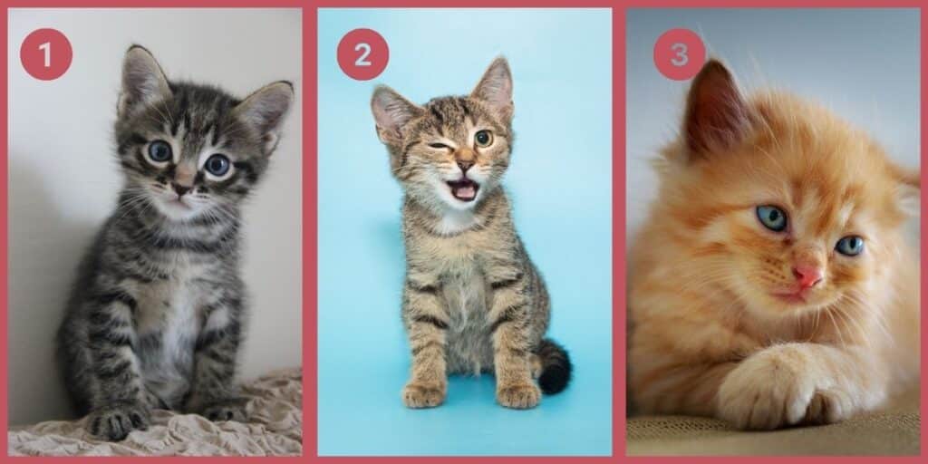Test della personalità: Scegli uno dei 3 gatti e scopri se sei un pilastro di affidabilità o il re dei burloni!