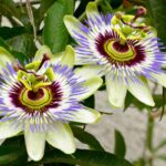 Alegeți dintre aceste cele mai frumoase plante de alpinism cu flori pentru a face mobilierul spațiului dvs. în aer liber fascinant