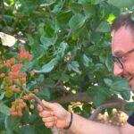Il trucco rapidissimo per far germogliare i pistacchi in vaso: in pochi giorni nasce la pianta