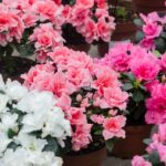 Perché si regala l’azalea alla Festa della Mamma? Significato e tradizione dietro questo gesto