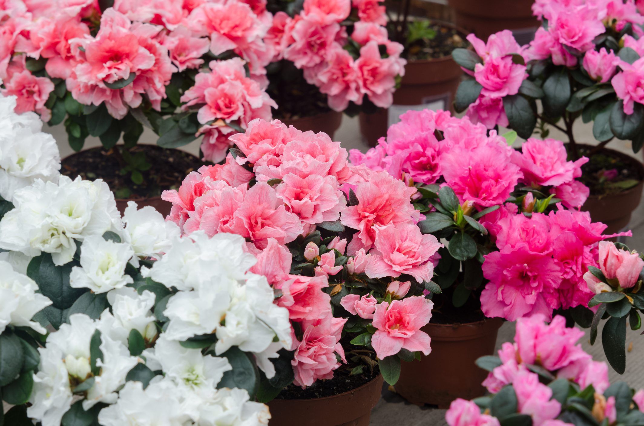 Perché si regala l’azalea alla Festa della Mamma? Significato e tradizione dietro questo gesto