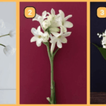 Test della personalità: Tra questi 3 fiori bianchi si cela il tuo spirito! Sei più conservatore o avventuroso? Scopri la tua natura scegliendo un fiore!