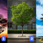 Test della personalità: Quale dei 3 alberi sceglieresti? La tua scelta rivela il tratto dominante che guida la tua vita!