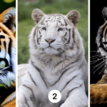 Test della personalità: Rivela la tua natura ribelle o disciplinata scegliendo tra queste 3 immagini e scopri come affronti il ciclo mestruale!