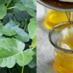 Olio di foglie di fico: la ricetta antica ricca di proprietà benefiche per pelle e salute