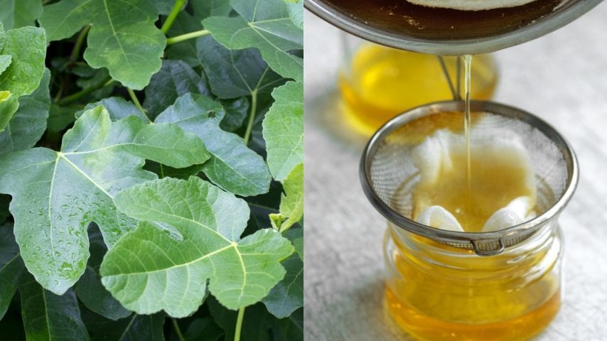 Olio di foglie di fico: la ricetta antica ricca di proprietà benefiche per pelle e salute