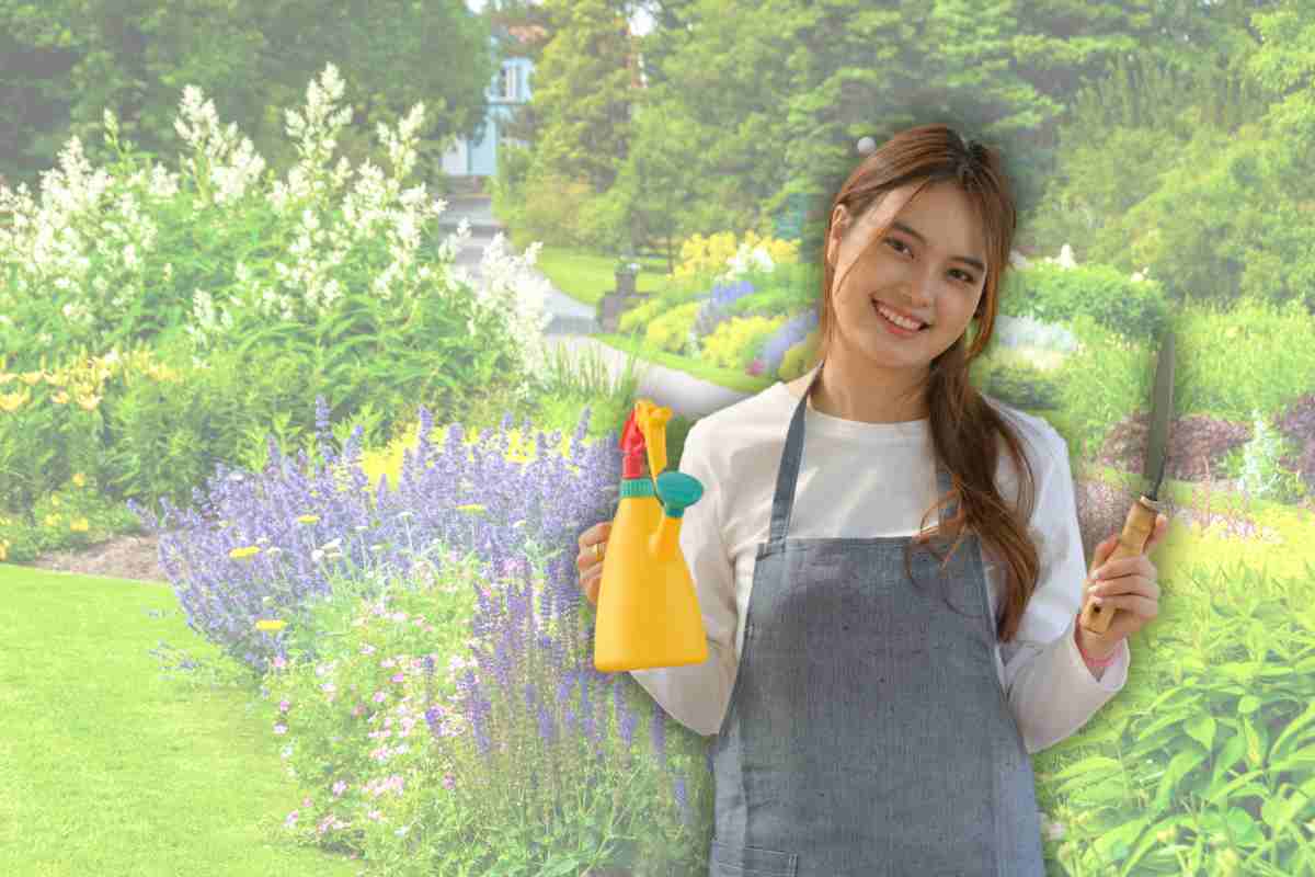 Dacă doriți o grădină fermecătoare, dar nu aveți un deget verde, iată planta care face totul singur ”: magnific
