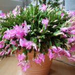 Cactus di Natale: il segreto per farlo fiorire di nuovo in modo spettacolare
