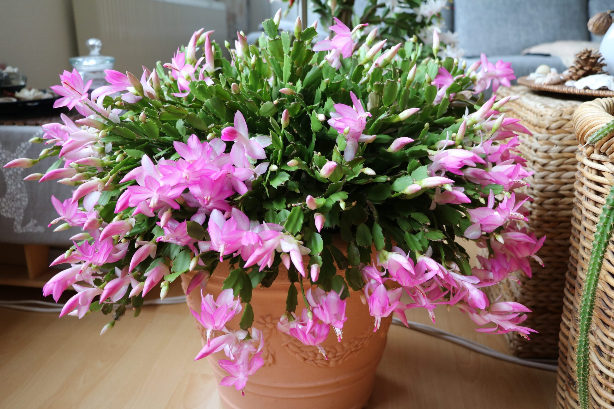 Cactus di Natale: il segreto per farlo fiorire di nuovo in modo spettacolare