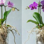 Orchidee sempre esuberanti: il metodo giusto per annaffiarle e farle durare tutta la vita