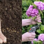 Come fare una talea di ortensie: guida passo-passo per moltiplicare le tue piante