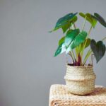 Vecinul meu avea dreptate, dacă alegi plantele potrivite, nu ai nevoie de nimic altceva: cheltuieli mici, efect mare