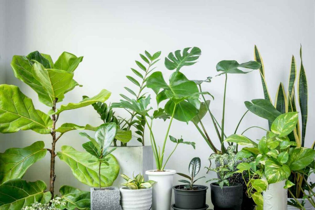 Când plantele devin mobilier: compoziții botanice ca piese de design