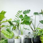 Când plantele devin mobilier: compoziții botanice ca piese de design