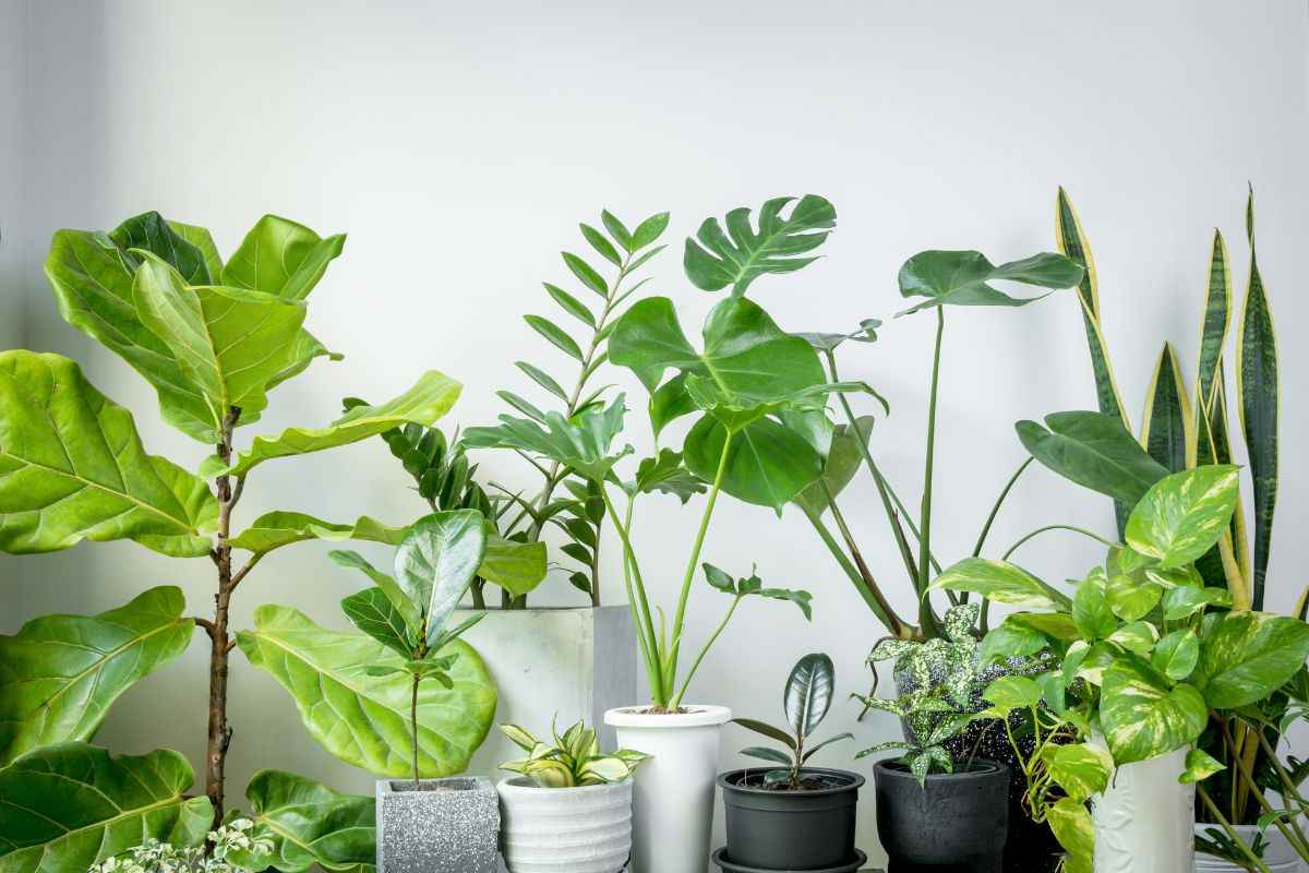 Când plantele devin mobilier: compoziții botanice ca piese de design