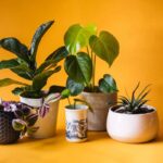 Planta potrivită pentru fiecare cameră: ceea ce funcționează cu adevărat (și unde să o puneți)