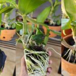 Come far rivivere le orchidee morenti: il metodo naturale ed efficace per salvarle