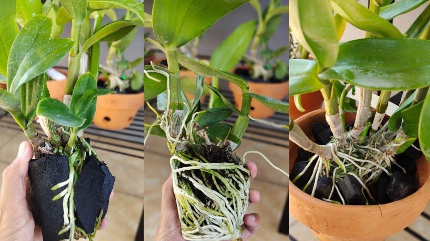 Come far rivivere le orchidee morenti: il metodo naturale ed efficace per salvarle