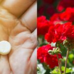 Gerani sempre in fiore: il trucco da fare una volta al mese per una fioritura continua