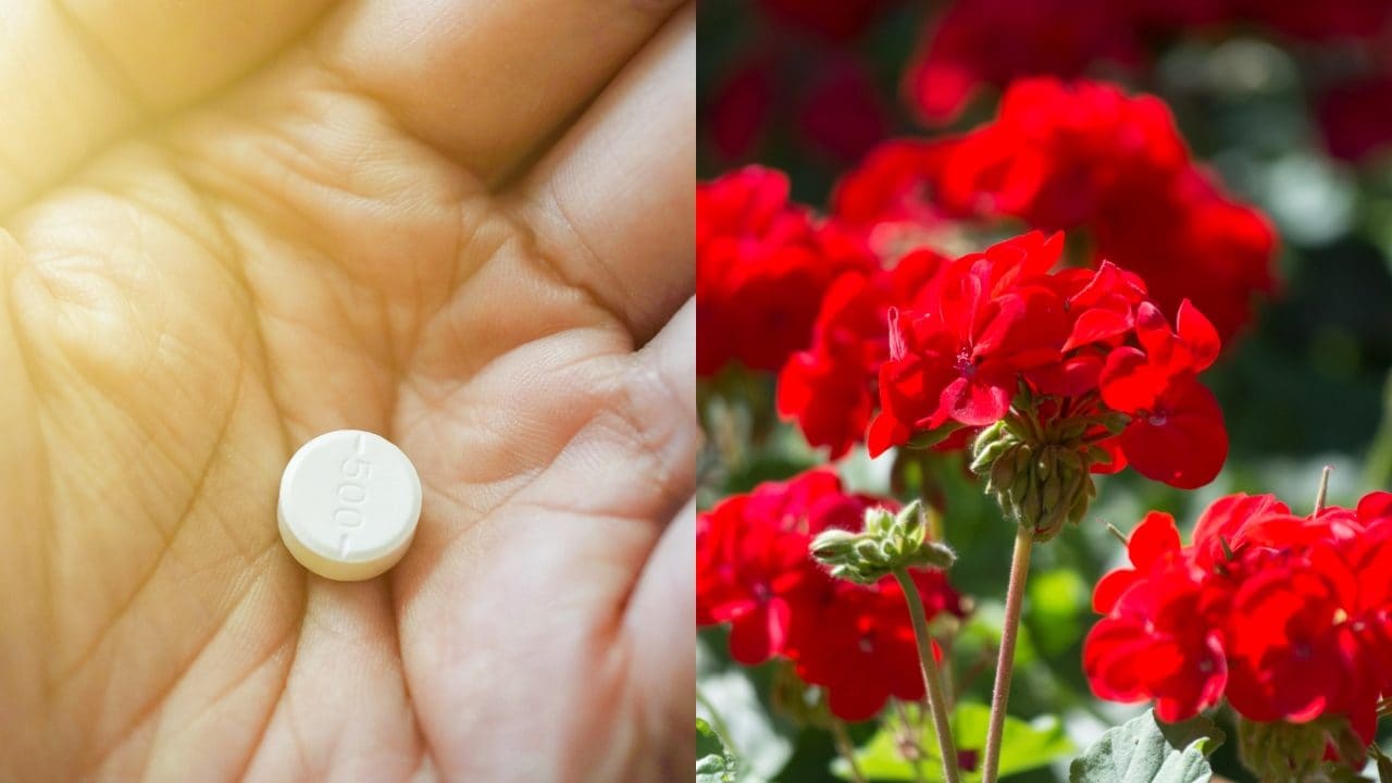 Gerani sempre in fiore: il trucco da fare una volta al mese per una fioritura continua