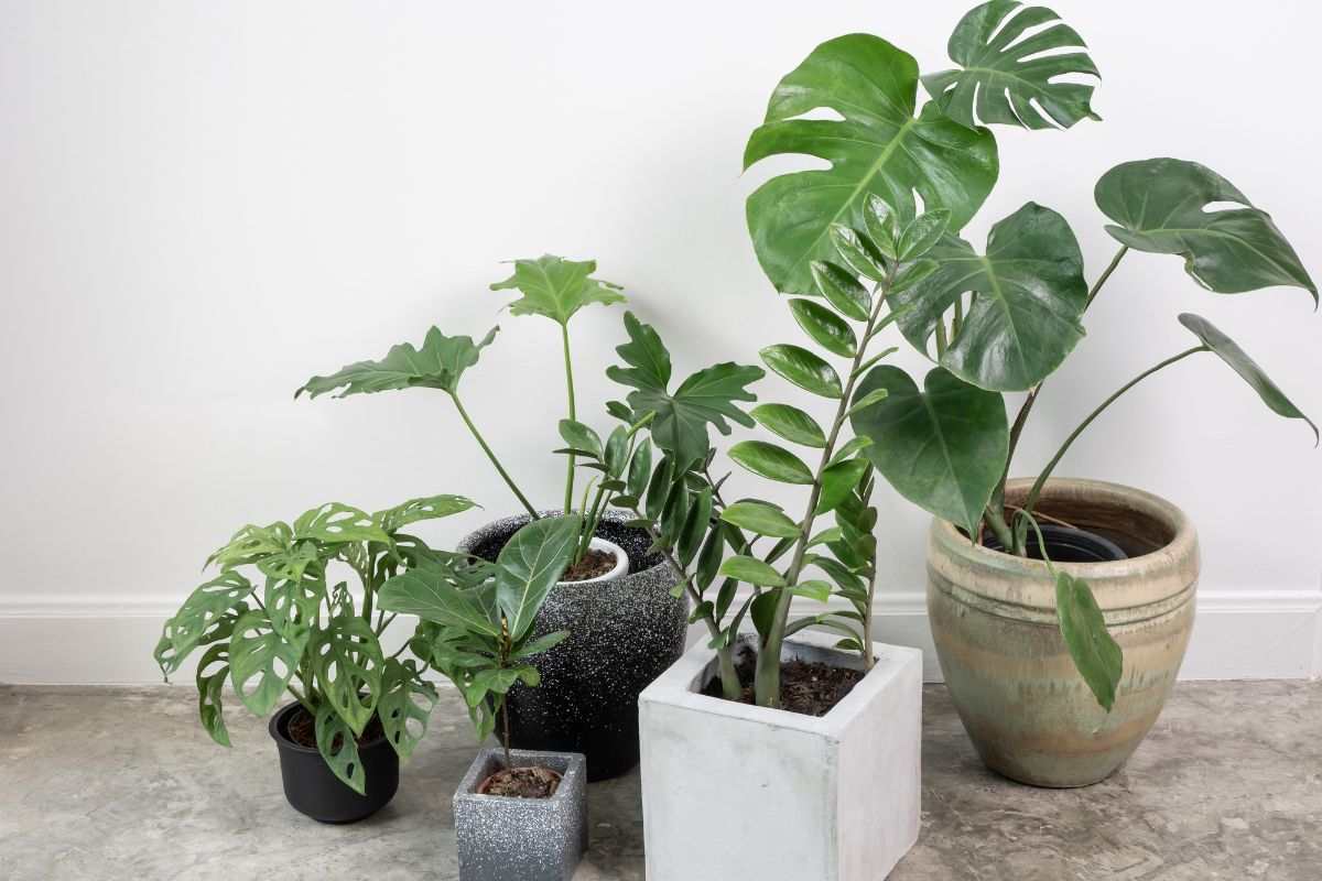 Vaza potrivită schimbă totul: containere frumoase ca plante, poate chiar mai mult