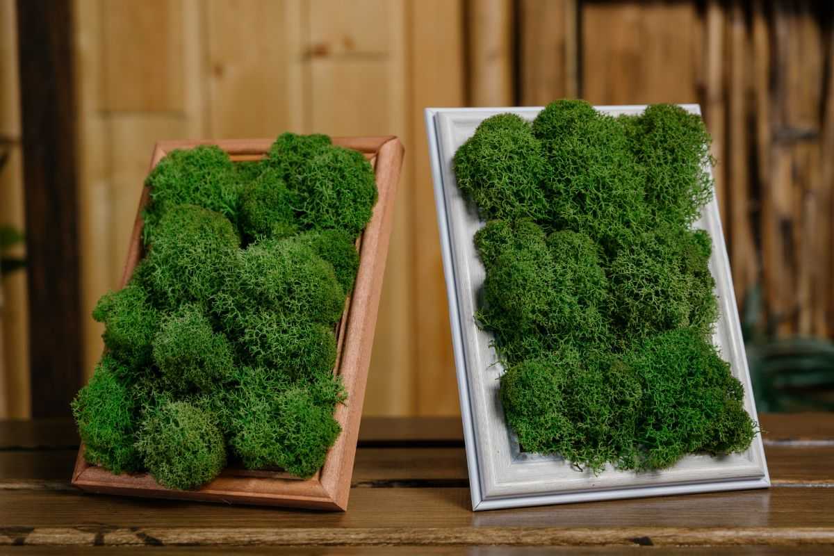 Udare zero, lumină zero, doar efect wow: verde care nu are nevoie de nimic