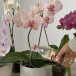 Ho nutrito così la mia orchidea ed è rimasta sana e in fiore per 4 stagioni di fila