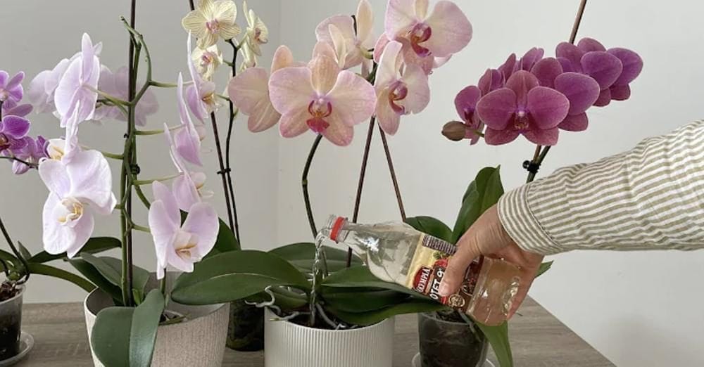 Ho nutrito così la mia orchidea ed è rimasta sana e in fiore per 4 stagioni di fila