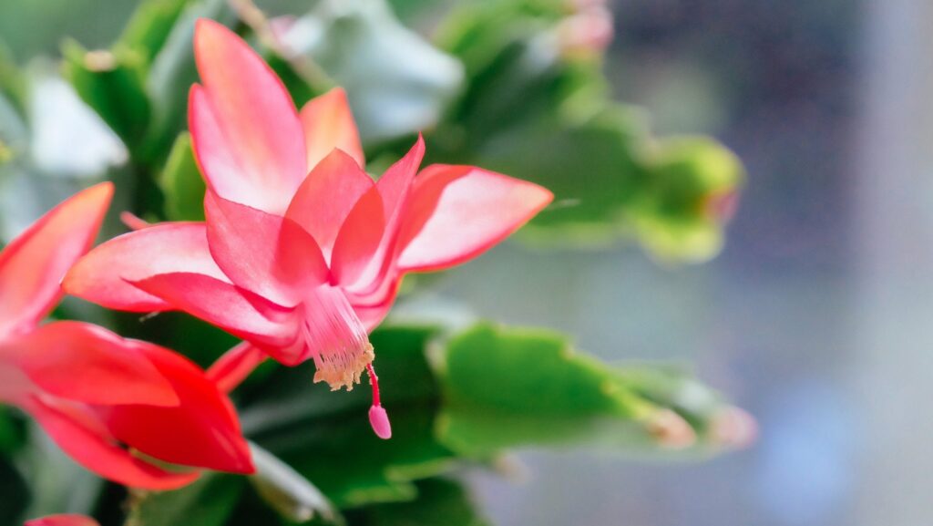 Cactus di Natale: il segreto per farlo fiorire magicamente ogni anno