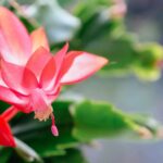 Cactus di Natale: il segreto per farlo fiorire magicamente ogni anno