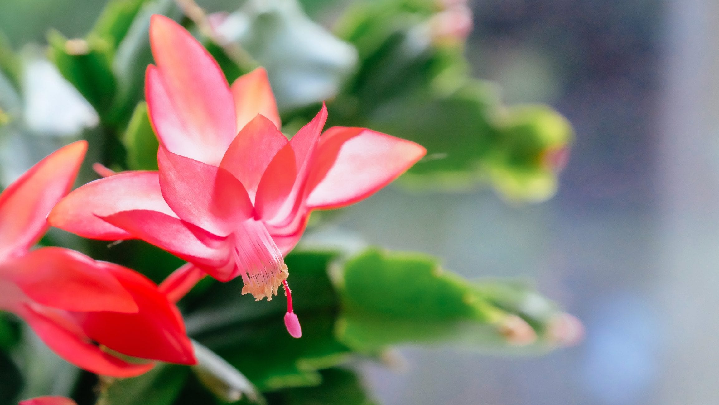 Cactus di Natale: il segreto per farlo fiorire magicamente ogni anno