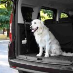 Si può tenere il cane nel bagagliaio? La legge non lascia spazio a dubbi