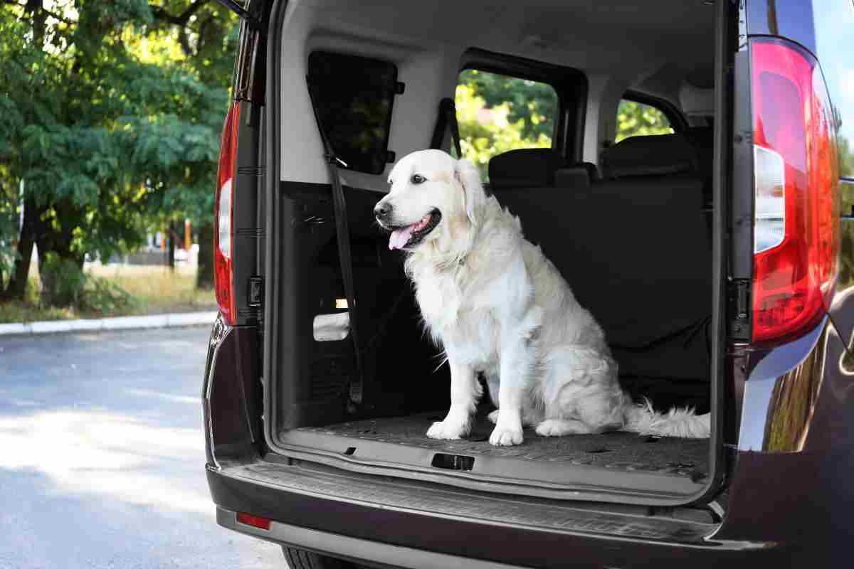 Si può tenere il cane nel bagagliaio? La legge non lascia spazio a dubbi